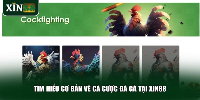 Cá cược đá gà là một trong những lựa chọn giải trí hấp dẫn tại Xin88