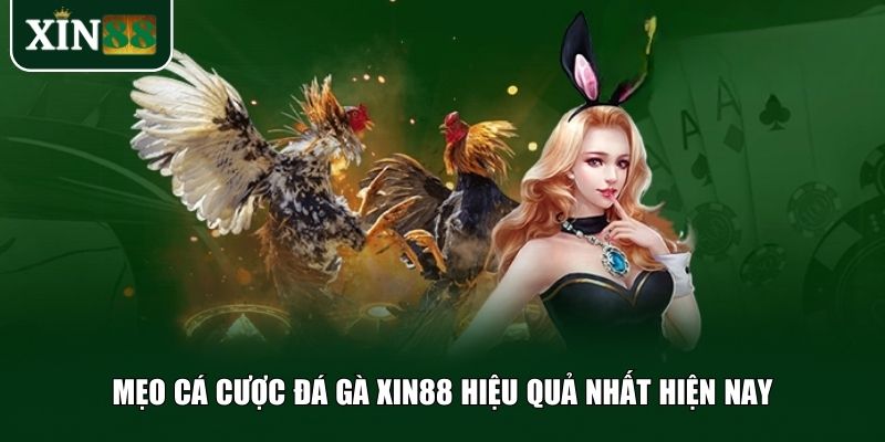 Mẹo cá cược đá gà Xin88 hiệu quả nhất hiện nay