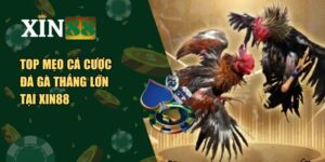 Cá cược đá gà