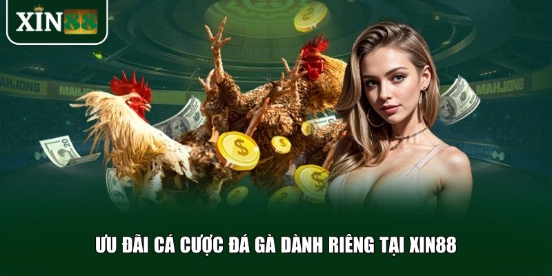 Những ưu đãi đặc biệt dành riêng cho cá cược đá gà Xin88