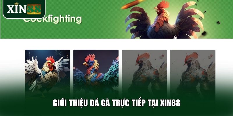 Khám phá đá gà trực tiếp là gì và Xin88 đã mang đến dịch vụ này như thế nào
