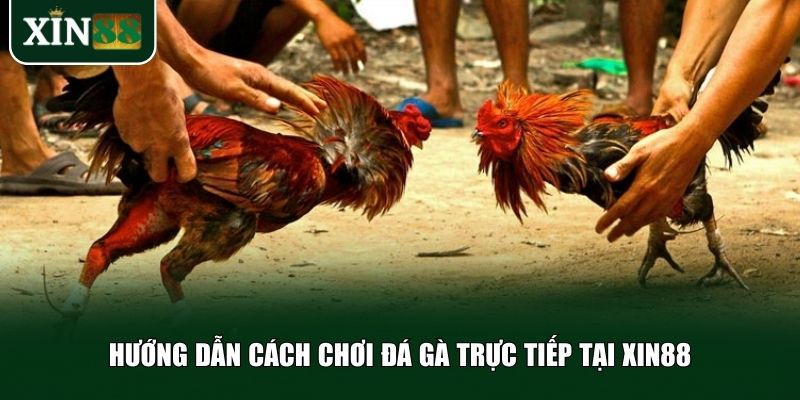 Hướng dẫn cách chơi đá gà trực tiếp tại Xin88