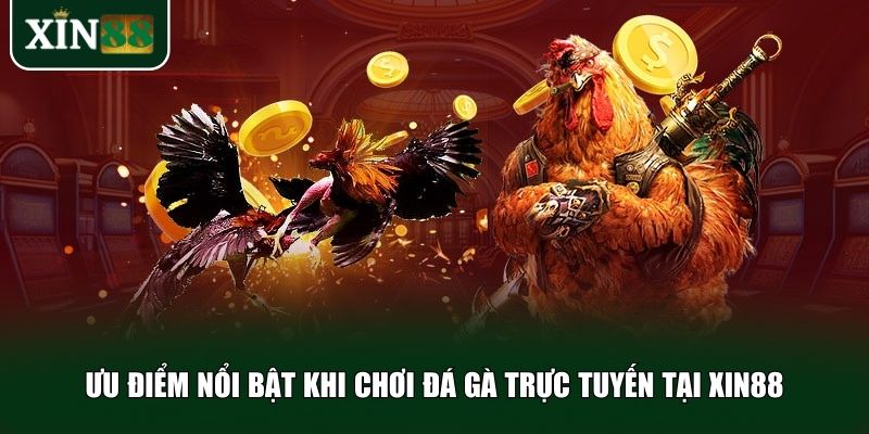 Ưu điểm nổi bật khi chơi đá gà trực tuyến tại Xin88