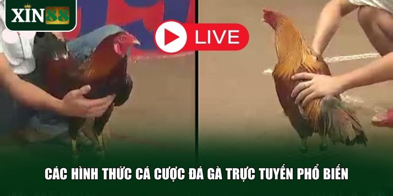 Các hình thức cá cược đá gà trực tuyến phổ biến