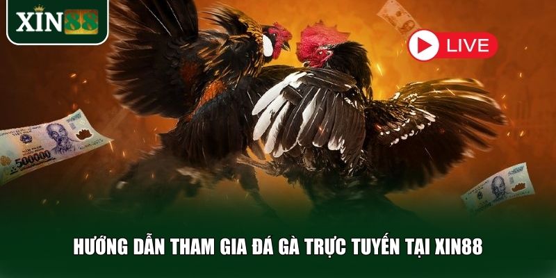 Tham gia đá gà trực tuyến tại Xin88 cực kỳ đơn giản và nhanh chóng