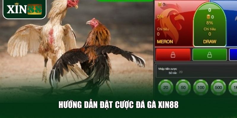 Hướng dẫn đặt cược đá gà Xin88