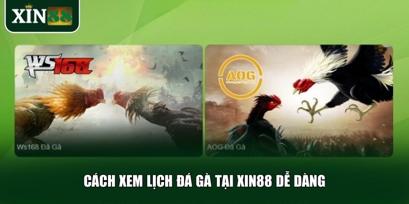 Cách tra cứu lịch đá gà Xin88 cực kỳ đơn giản và tiện lợi